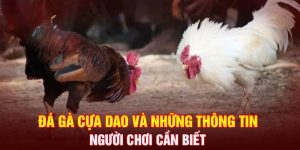 Đá gà cựa dap hot hit 2024